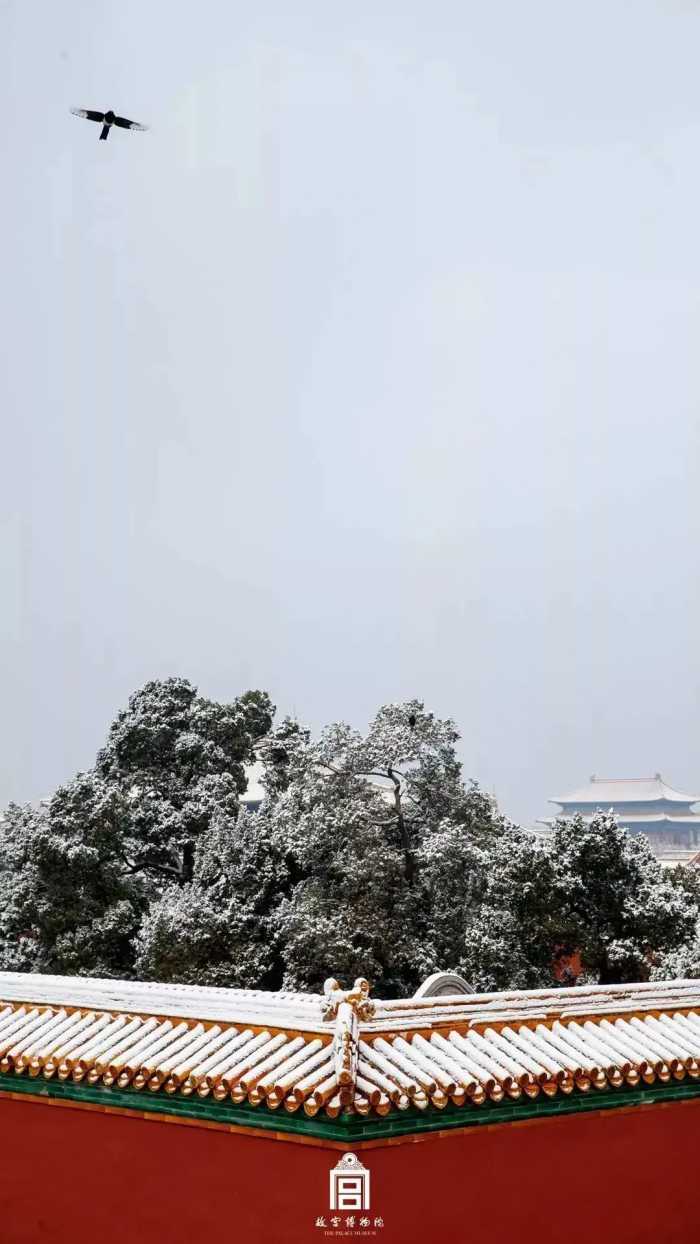故宫下雪啦！20张雪景大片看尽紫禁城雪落：这才是人间真绝色！