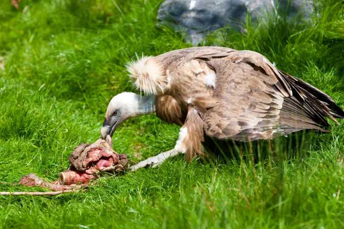 仅用45分钟，女驴友只剩一副白骨，食腐的秃鹫为啥会攻击活物？