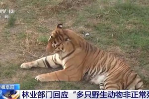 “动物园20只东北虎死亡” 安徽阜阳林业部门通报涉事动物园情况